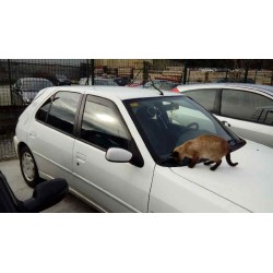 peugeot 306 berlina 3/4/5 puertas (s2) del año 1999