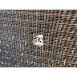 Recambio de radiador agua para iveco daily caja cerrada (1989 =>) 35-10 basic, caja cerrada, techo elevado referencia OEM IAM   